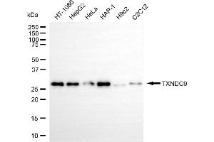 Western blotting analysis using TXNDC9 antibody (ABIN7800543). (Recombinant TXNDC9 anticorps)