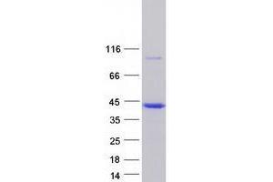 Tropomyosin 4 (TPM4) (Transcript Variant 1) protein (Myc-DYKDDDDK Tag)