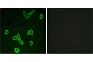 Immunofluorescence analysis of LOVO cells, using HRH4 Antibody. (HRH4 anticorps  (AA 221-270))