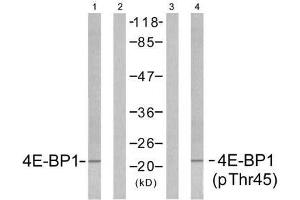 Western blot analysis of extracts from MDA-MB-435 cells untreated or treated with EGF (200ng/ml, 5min), using 4E-BP1 (Ab-45) antibody (E021216, Lane1 and 2) and 4E-BP1 (phospho-Thr45) antibody (E011223, Lane 3 and 4). (eIF4EBP1 anticorps)