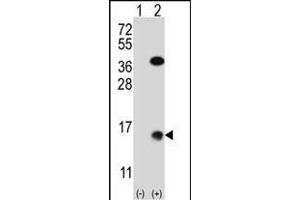 Western blot analysis of SUMO2 (arrow) using rabbit polyclonal SUMO2 Antibody (M1) (Xenopus) (ABIN650620 and ABIN2846005). (SUMO2 anticorps  (N-Term))