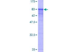 Image no. 1 for Valosin Containing Protein (VCP) (AA 1-588) protein (GST tag) (ABIN1324945)