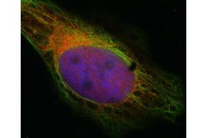 Indirect immunostaining of HELA cells with anti-syntaxin 7 (dilution 1 : 100; red) and mouse anti-α-tubulin (cat. (Syntaxin 7 anticorps  (Cytoplasmic Domain))