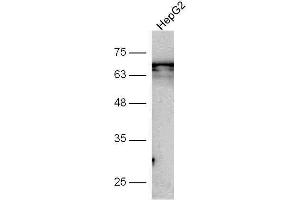 HepG2 cell lysate probed with Anti-GSDMA Polyclonal Antibody, Unconjugated  at 1:5000 for 90 min at 37˚C. (Gasdermin A anticorps  (AA 21-120))