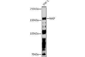 Western blot analysis of extracts of THP-1 cells, using NAIP Rabbit mAb (ABIN7268931) at 1:500 dilution. (NAIP anticorps)