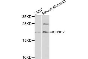 Western blot analysis of extracts of 293T and mouse stomach cells, using KCNE2 antibody. (KCNE2 anticorps)