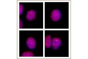 PRMT2 antibody (pAb) tested by Immunofluorescence.