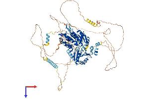 AlphaFold protein structure predicition of Mouse Recombinant Ddx42 Protein, UniprotID Q810A7