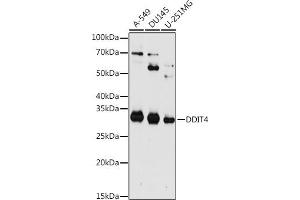 Western blot analysis of extracts of various cell lines, using DDIT4 antibody (ABIN6130875, ABIN6139466, ABIN6139468 and ABIN7101822) at 1:1000 dilution. (DDIT4 anticorps  (AA 1-232))