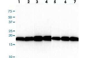 Western blot analysis of (1) HepG2, (2) HeLa, (3) Raji, (4) Jurkat, (5) A549, (6) MCF7, (7) PC3 cell lysate.