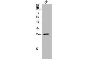 Western Blot analysis of COS7 cells using GPR40 Polyclonal Antibody (FFAR1 anticorps  (Internal Region))