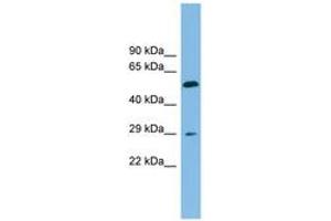 Image no. 1 for anti-Transmembrane 4 L Six Family Member 20 (TM4SF20) (AA 107-156) antibody (ABIN6744870) (TM4SF20 anticorps  (AA 107-156))