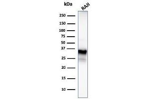 anti-Membrane-Spanning 4-Domains, Subfamily A, Member 1 (MS4A1) (AA 213-297) antibody