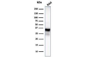 Western Blot Analysis of Raji cell lysate using CD20 Mouse Monoclonal Antibody (MS4A1/3409). (CD20 anticorps  (AA 213-297))