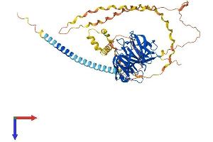 Gliomedin (GLDN) (AA 1-549) protein (His tag)