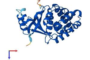 AlphaFold protein structure predicition of Human Recombinant OTUB2 Protein, UniprotID Q96DC9