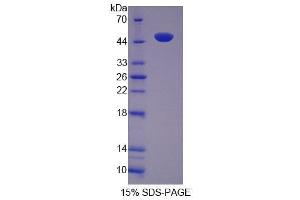 SDS-PAGE analysis of Mouse TUFT Protein. (TUFT1 Protéine)