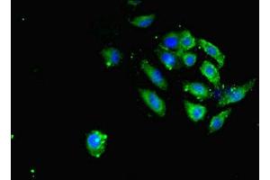 Immunofluorescent analysis of A549 cells using ABIN7166095 at dilution of 1:100 and Alexa Fluor 488-congugated AffiniPure Goat Anti-Rabbit IgG(H+L)