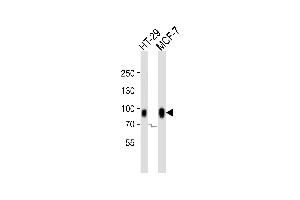 Western blot analysis of lysates from HT-29, MCF-7 cell line (from left to right), using CAGE1 Antibody (N-term) (ABIN6242988 and ABIN6577647). (CAGE1 anticorps  (N-Term))