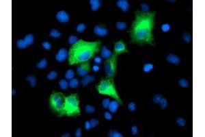 Anti-PSMD2 mouse monoclonal antibody (ABIN2454797) immunofluorescent staining of COS7 cells transiently transfected by pCMV6-ENTRY PSMD2 (RC203204). (PSMD2 anticorps)