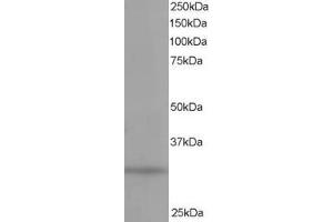 Western Blotting (WB) image for anti-Phosphatidylinositol Transfer Protein, alpha (PITPNA) (C-Term) antibody (ABIN2465272) (PITPNA anticorps  (C-Term))