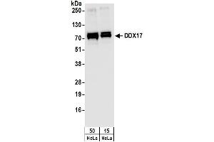 Western Blotting (WB) image for anti-DEAD (Asp-Glu-Ala-Asp) Box Polypeptide 17 (DDX17) (C-Term) antibody (ABIN7449385) (DDX17 anticorps  (C-Term))