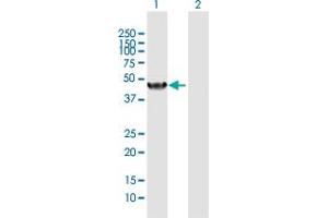 Western Blot analysis of NR1I2 expression in transfected 293T cell line by NR1I2 MaxPab polyclonal antibody. (NR1I2 anticorps  (AA 1-434))