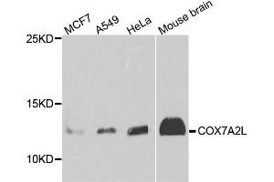 Western blot analysis of extract of various cells, using COX7A2L antibody. (COX7A2L anticorps)