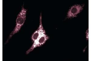 Immunofluoresence staining of mouse macrophages.