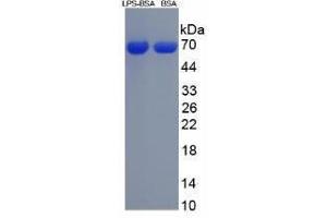 Image no. 3 for Lipopolysaccharides (LPS) peptide (BSA) (ABIN5665985)