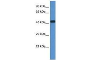 Image no. 1 for anti-WD Repeat Domain 77 (WDR77) (N-Term) antibody (ABIN6744300) (WDR77 anticorps  (N-Term))