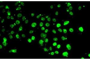 Immunofluorescence analysis of MCF7 cells using GABPB1 Polyclonal Antibody (GABPB1 anticorps)