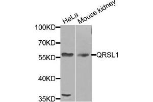 Western blot analysis of extracts of various cells, using QRSL1 antibody. (QRSL1 anticorps)
