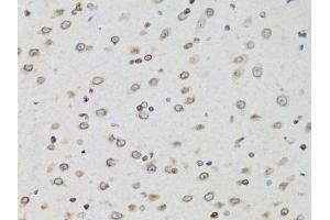 Immunohistochemistry of paraffin-embedded mouse brain using TMPO Antibody (ABIN1875122) at dilution of 1:100 (40x lens). (Thymopoietin anticorps)