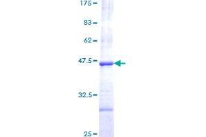 Caspase 3 Protein (CASP3) (AA 176-277) (GST tag)