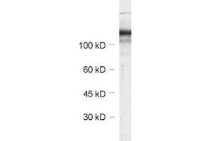 Western Blotting (WB) image for anti-Chromogranin A (CHGA) (AA 348-463) antibody (ABIN1742517)