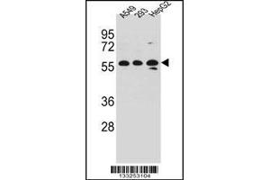 Western blot analysis in A549,293,HepG2 cell line lysates (35ug/lane). (TRIM4 anticorps  (N-Term))