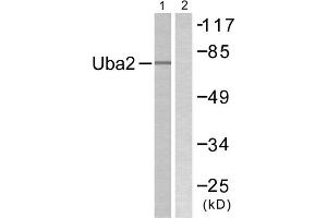 Western blot analysis of extracts from 293 cells, treated with UV (5mins), using Uba2 antibody. (UBA2 anticorps  (C-Term))