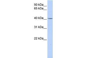 WB Suggested Anti-GPD1 Antibody Titration:  0. (GPD1 anticorps  (N-Term))