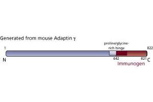 Image no. 3 for anti-Adaptor-Related Protein Complex 1, gamma 1 Subunit (AP1G1) (AA 642-821) antibody (ABIN967935) (gamma 1 Adaptin anticorps  (AA 642-821))
