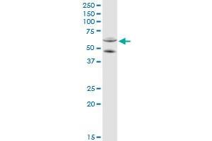 CYP11A1 MaxPab rabbit polyclonal antibody.