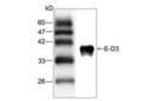 Image no. 1 for anti-Japanese Encephalitis Virus (JEV) (AA 291-402) antibody (ABIN791587) (Japanese Encephalitis Virus (JEV) (AA 291-402) anticorps)
