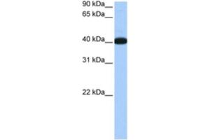 Western Blotting (WB) image for anti-NOP56 Ribonucleoprotein Homolog (NOP56) antibody (ABIN2462211) (NOP56 anticorps)