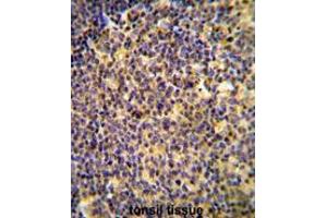 ANR44 Antibody (Center) immunohistochemistry analysis in formalin fixed and paraffin embedded human tonsil tissue followed by peroxidase conjugation of the secondary antibody and DAB staining. (ANKRD44 anticorps  (Middle Region))