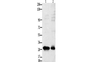Western Blotting (WB) image for anti-Gonadotropin-Releasing Hormone Receptor (GNRHR) antibody (ABIN2431476) (GNRHR anticorps)