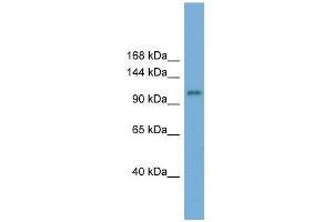 HERC6 antibody used at 1 ug/ml to detect target protein.