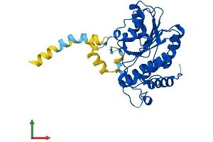 AlphaFold protein structure predicition of Mouse Recombinant Rdh11 Protein, UniprotID Q9QYF1