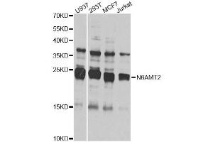 Western blot analysis of extracts of various cell lines, using N6AMT2 antibody (ABIN4904479) at 1:1000 dilution. (N6AMT2 anticorps)