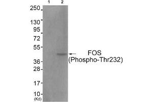 Western blot analysis of extracts from COS7 cells (Lane 2), using FOS (Phospho-Thr232) Antibody. (c-FOS anticorps  (pThr232))
