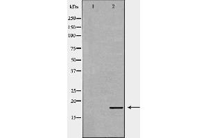 Western blot analysis of 293T  lysate using ID2 antibody.